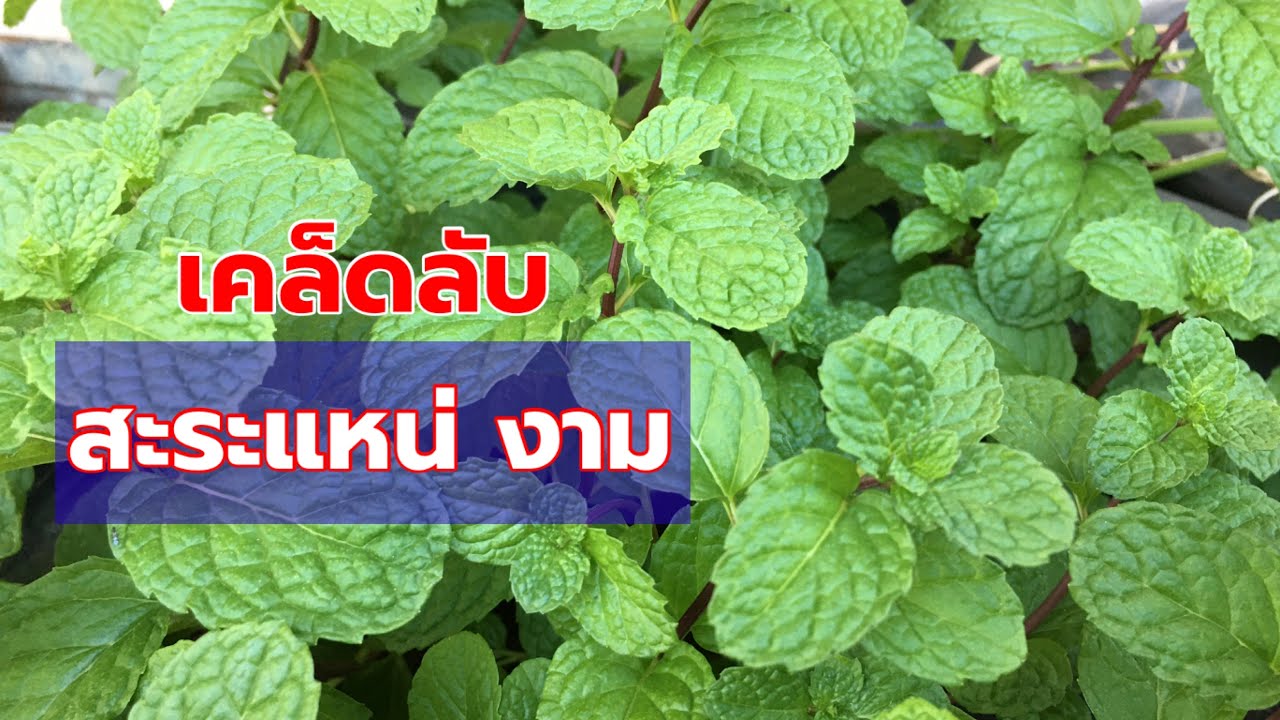 เคล็ดลับปลูกสะระแหน่ให้งาม “ขั้นเทพ” | เกษตรกรชาวบ้าน
