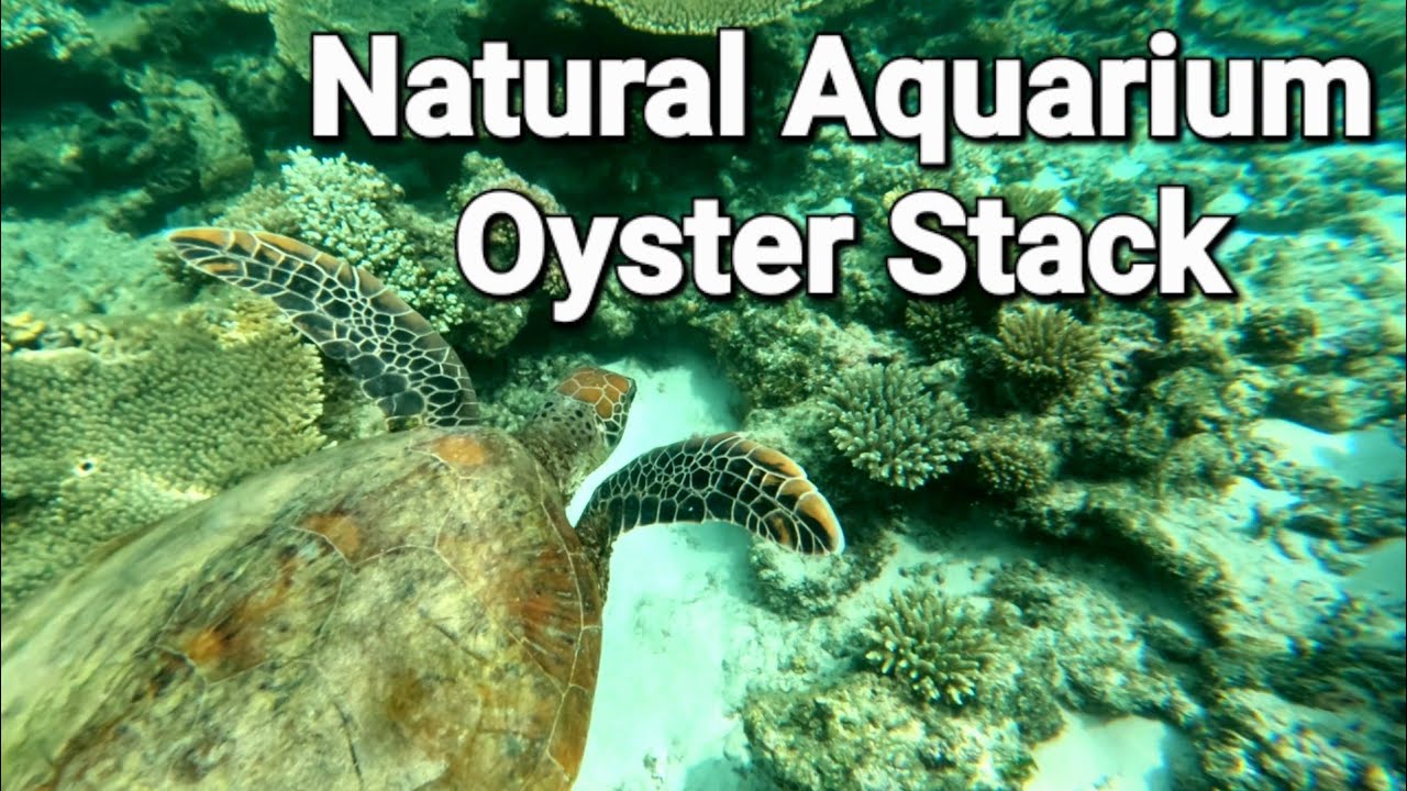 Snorkeling at Oyster Stacks, in Ningaloo Reef, Western Australia