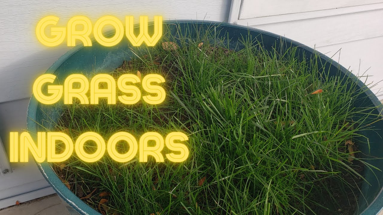 Growing Grass Indoors: Part 1-// How to grow grass indoors// #indoorgrass #nomowseason