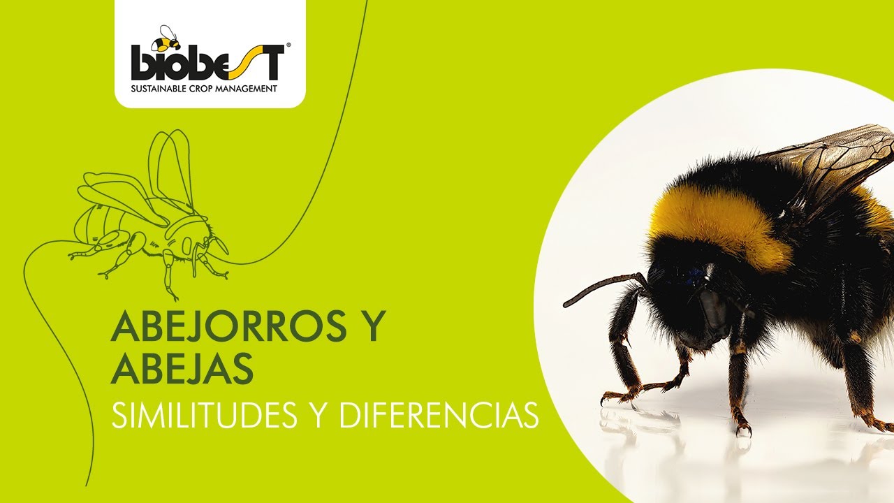 Abejorros y abejas: similitudes y diferencias