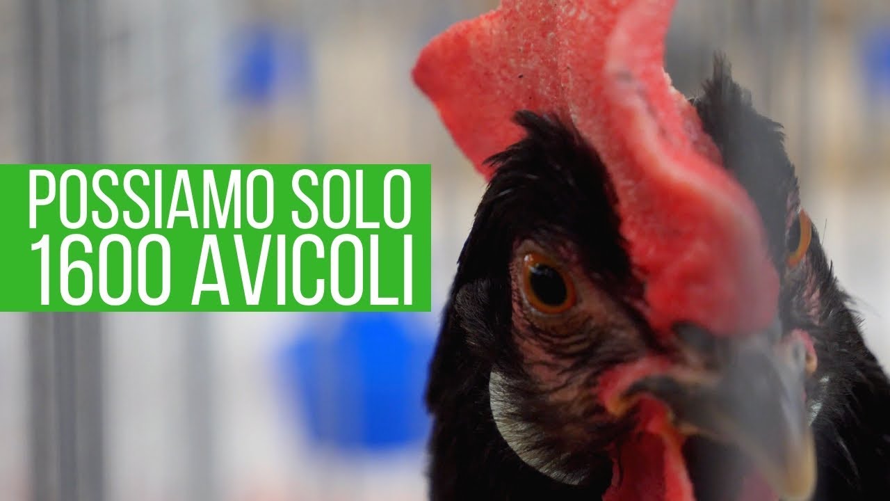 4 CHIACCHIERE con l'ALLEVATORE AMBASCIATORE DELLE LIVORNO