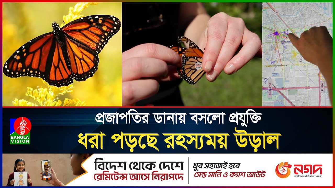প্রজাপতি কি করে, কোথায় যায়, কিভাবে পথ চিনে? ডানায় বসানো প্রযুক্তিতে ধরা পড়েছে সব