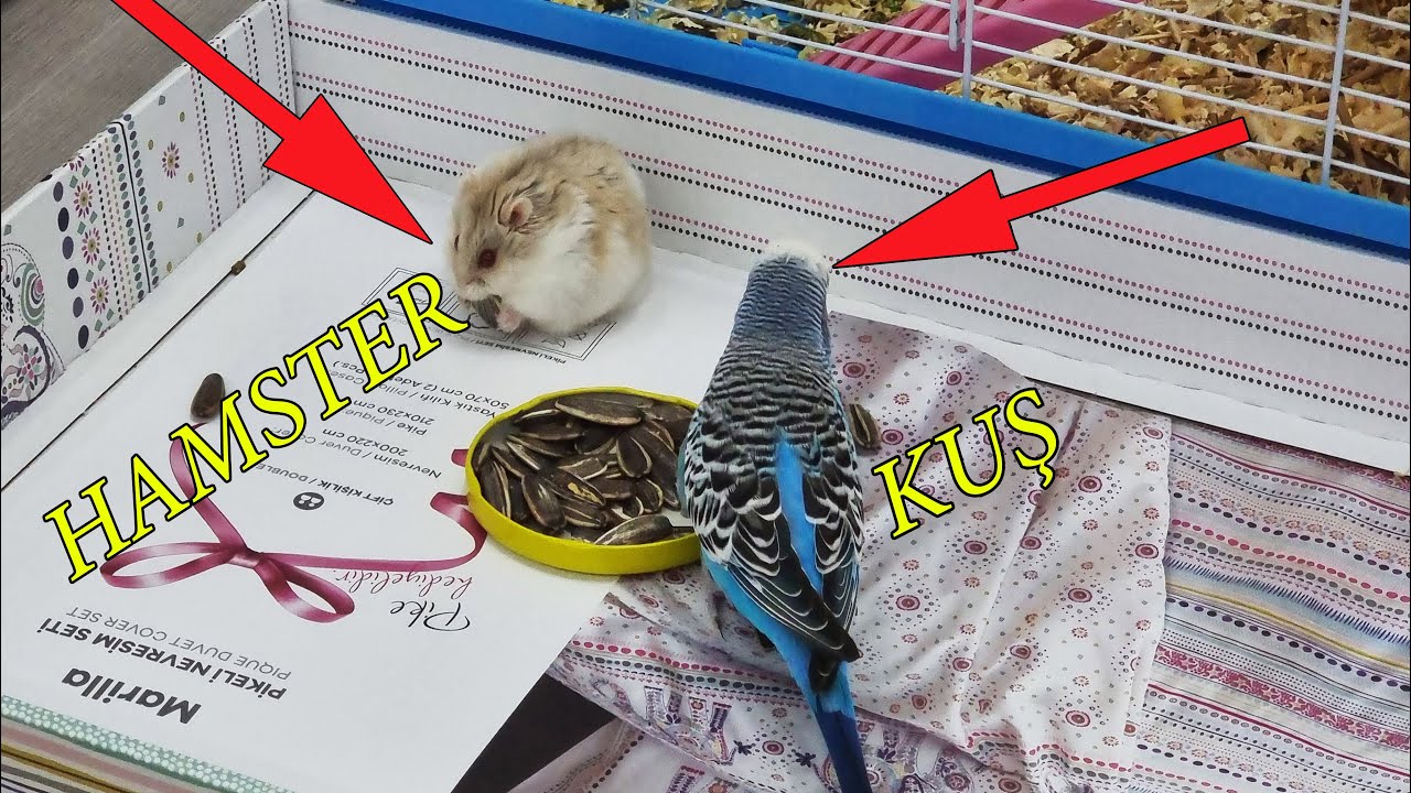 KUŞ VE FARENİN KARŞILAŞMASI !! PAŞANIN KUYRUK TRİBİ
