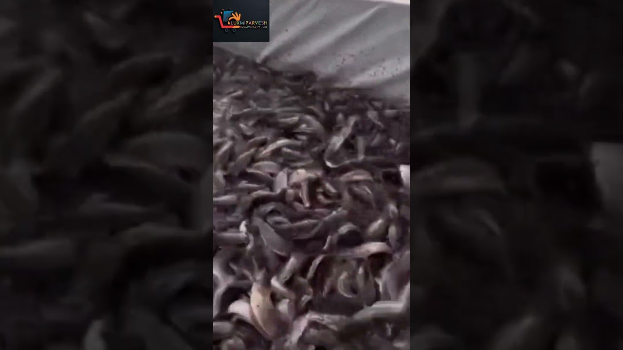 जानिए कैसे की जाती है MANGUR मछली की FARMING!🐠💹
