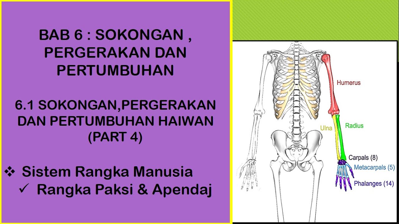 Sains Tingkatan 4 KSSM I BAB 6 I SISTEM RANGKA MANUSIA