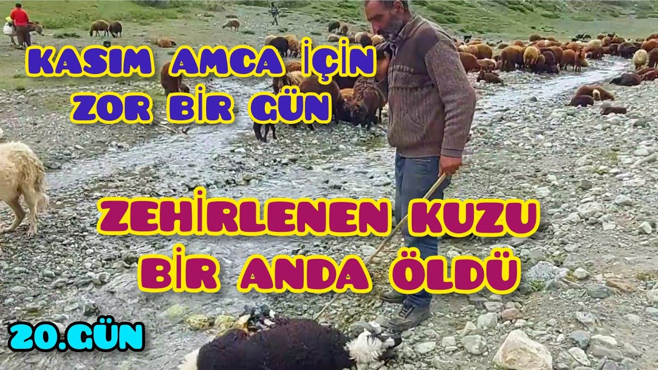 KÖSEDAĞIN DİBİNDEKİ VADİDEN GEÇİYORUZ--OTTAN ZEHRİLENEN 2 KUZU BİR ANDA ÖLDÜLER