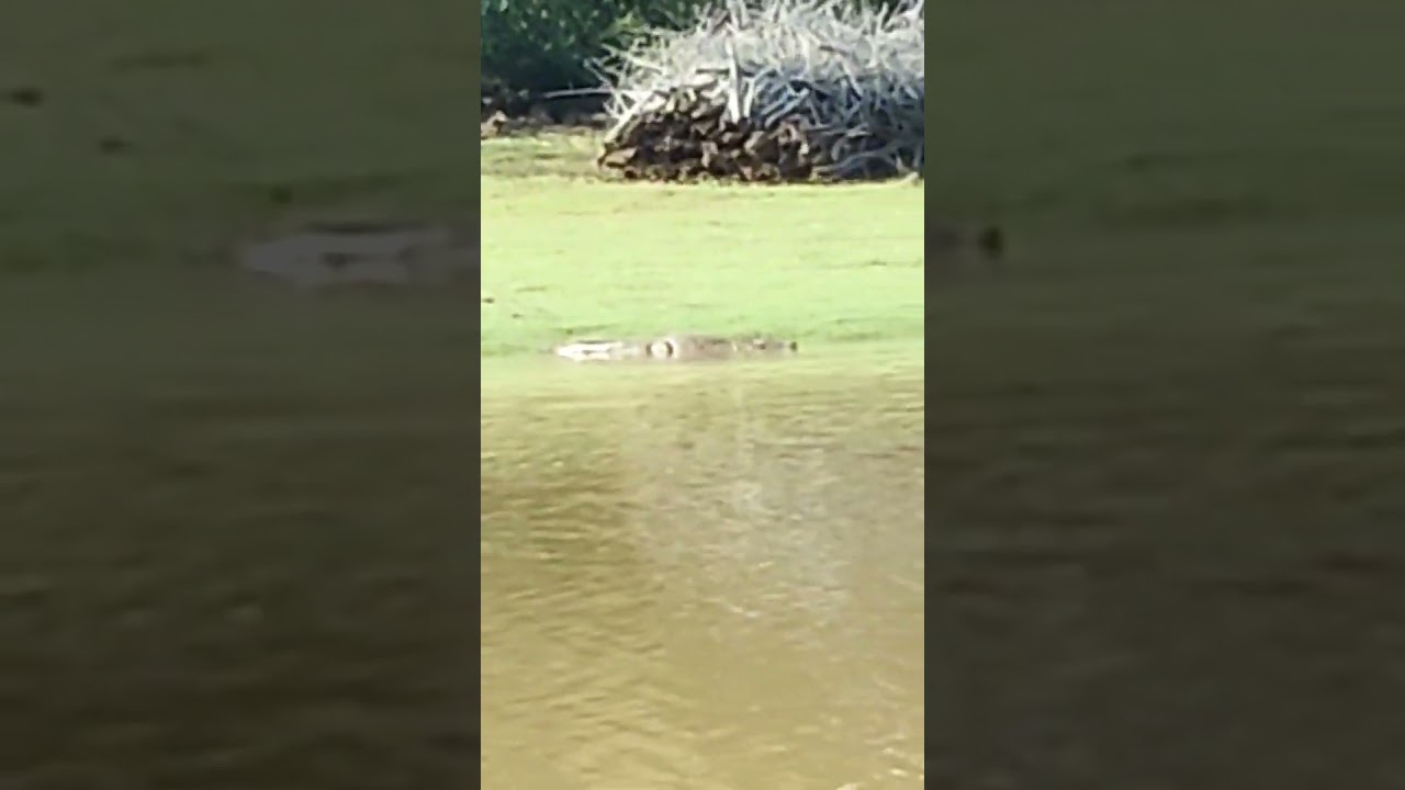 #Boat #Safari, #KabiniRiver, #Crocodile, #Karnataka