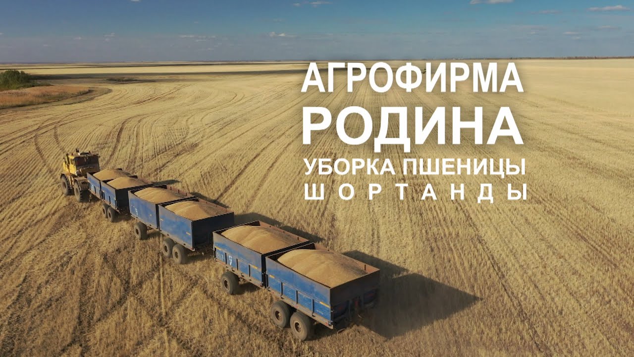 Уборка пшеницы. ТОО Агрофирма 