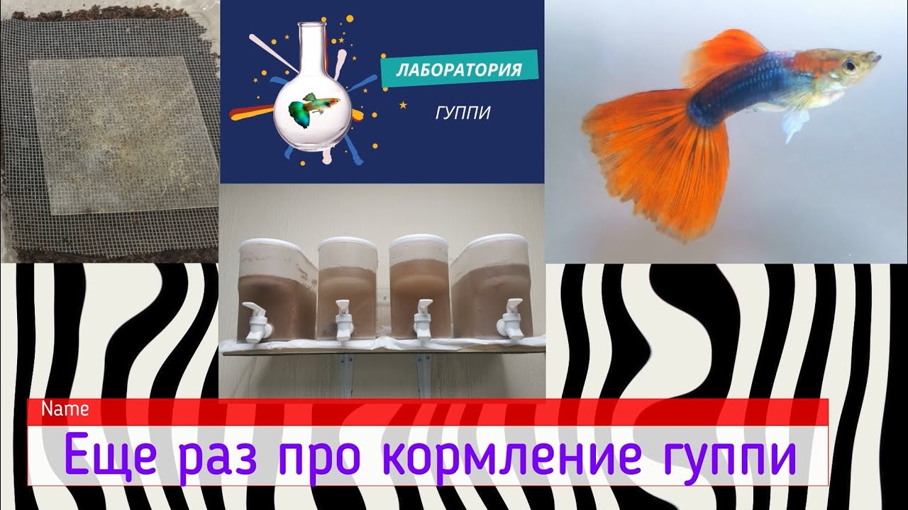 Еще раз про кормление гуппи