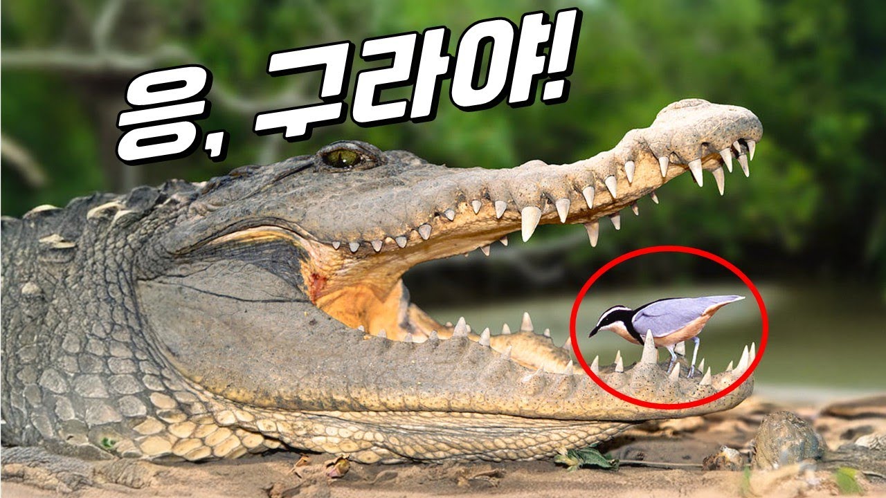 당신이 몰랐던 공생의 진실!(숙주새를 도와주는 뻐꾸기가 있다?｜소등쪼기새의 진실)