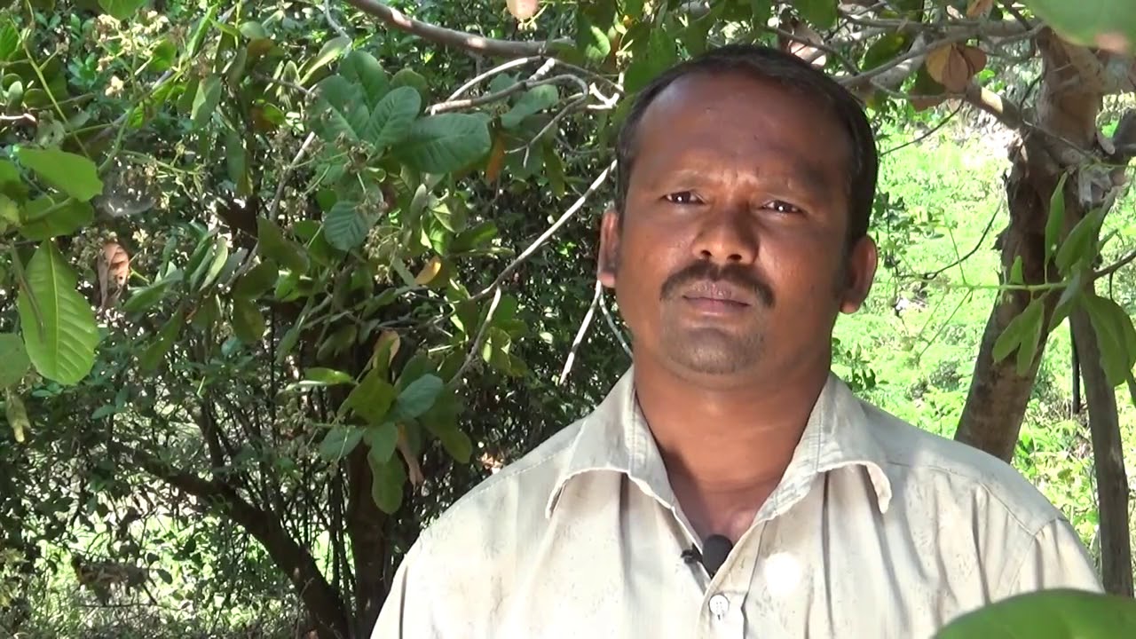Cashew farmer's sucess story