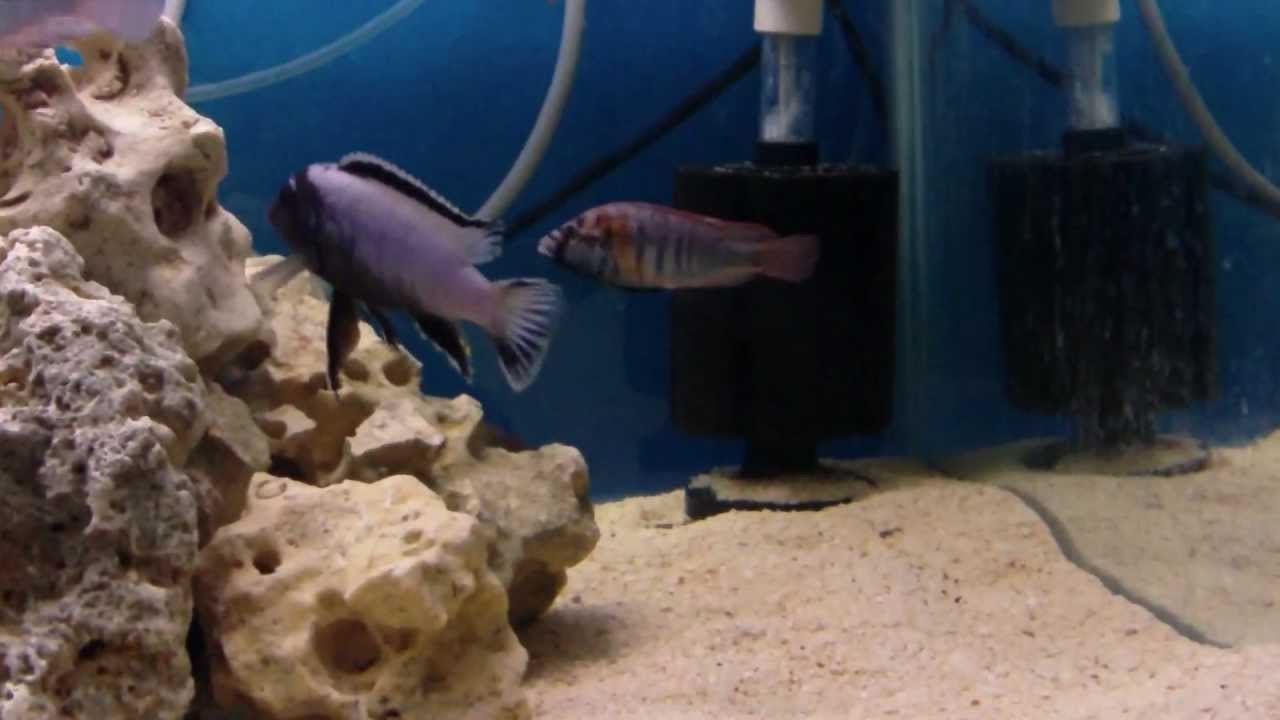 Astotilapia burtoni