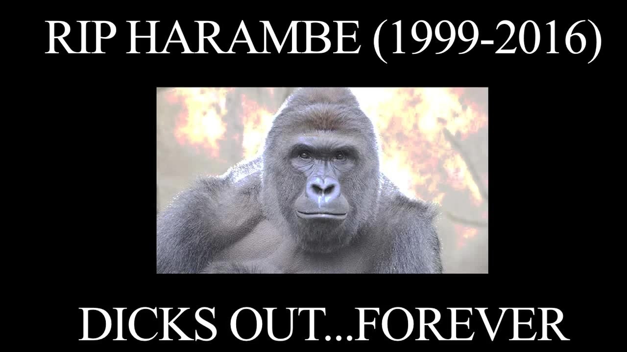 Harambae Rememberance
