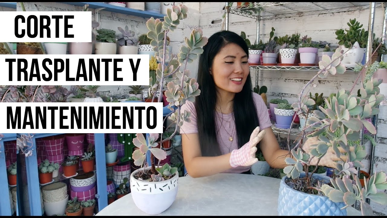 CORTANDO Y TRASPLANTANDO MI KALANCHOE FEDTSCHENKOI QUE CRECIÓ MUCHÍSIMO | MILICIENTAH