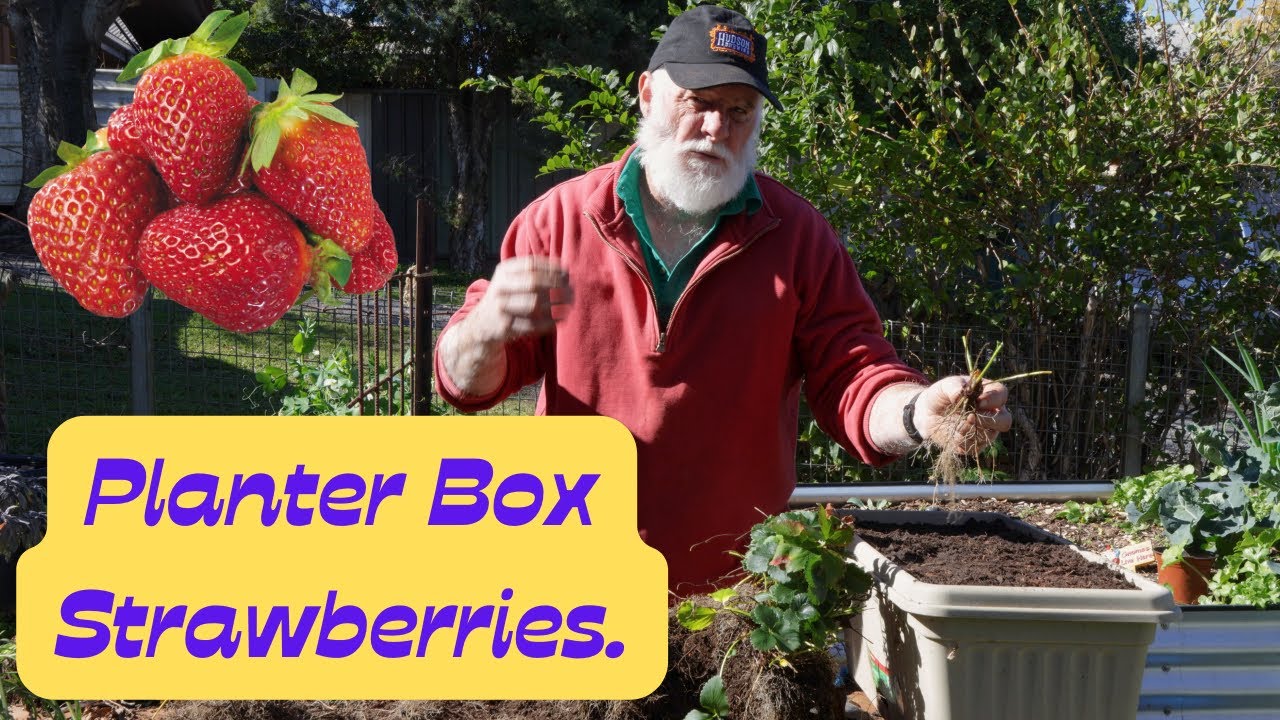 Dividing an Old Strawberry Plant with Excellent Results.