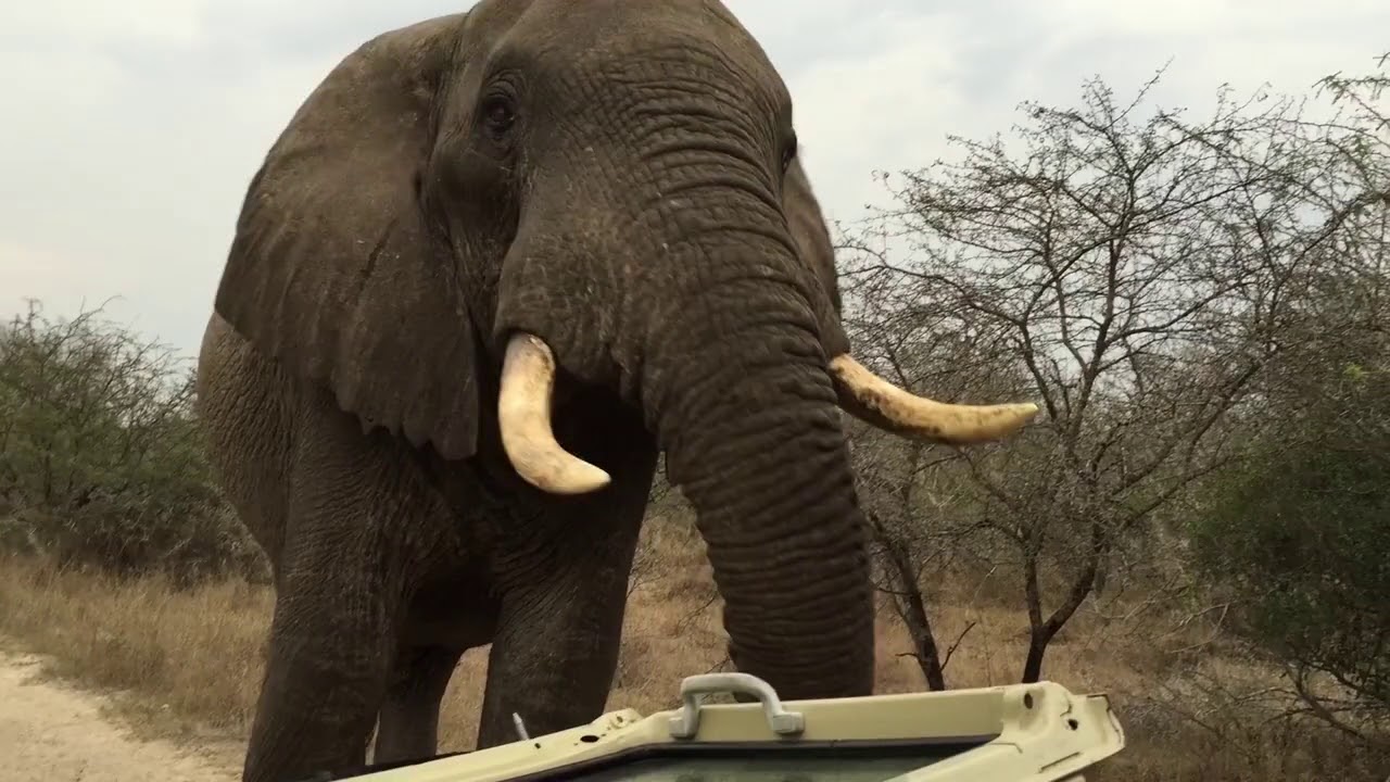 Elephants play fighting