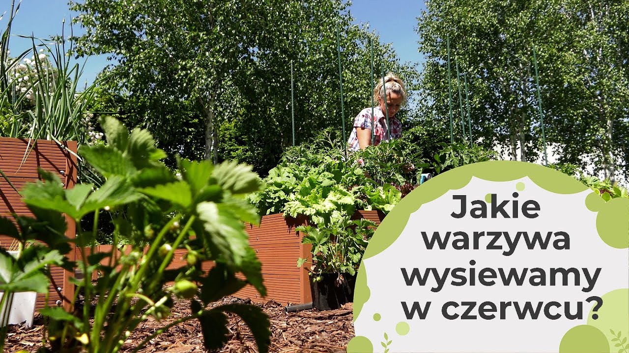 Jakie warzywa wysiewamy w czerwcu?