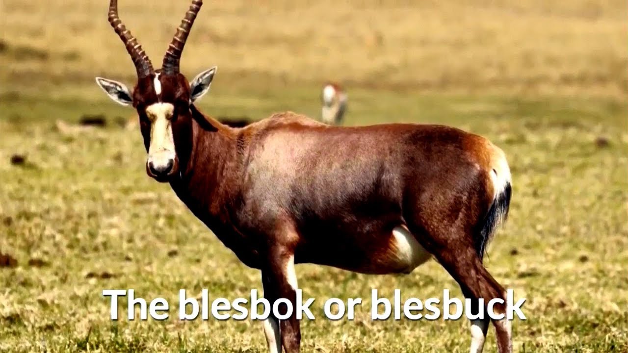 Blesbok or blesbuck (Damaliscus pygargus phillipsi)