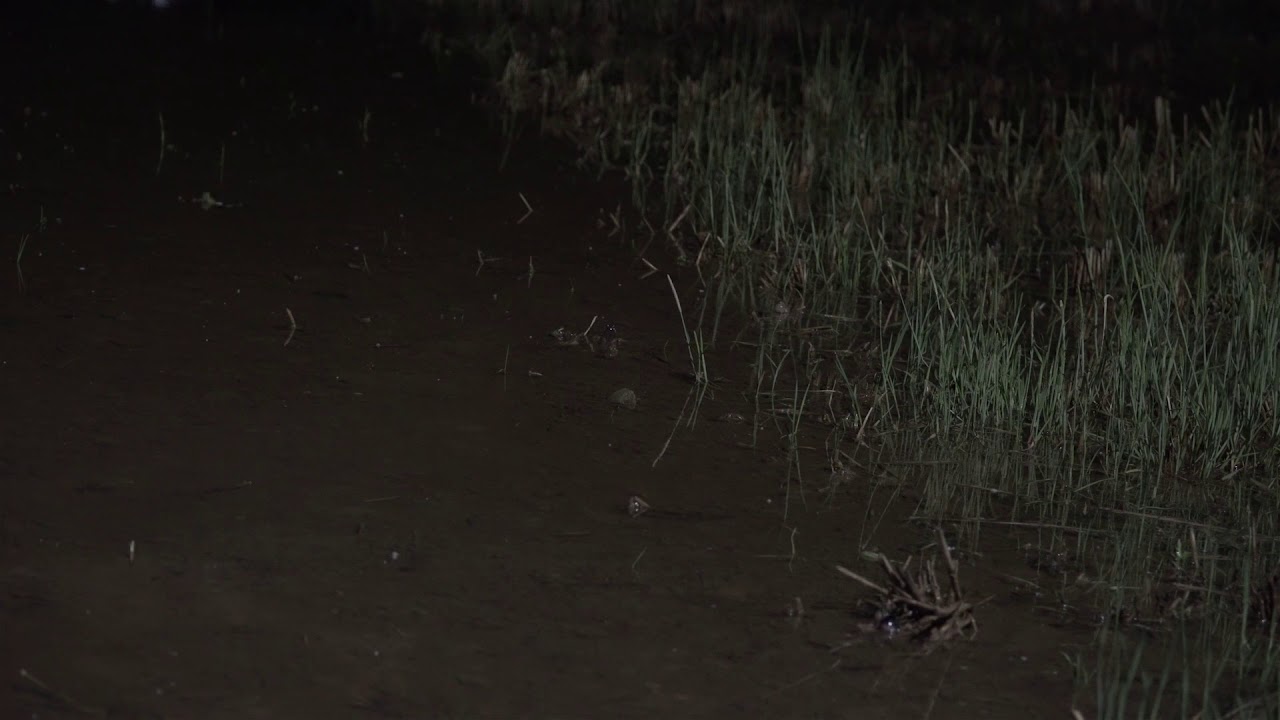 ASMR - 개구리 우는 소리 3시간 연속 재생