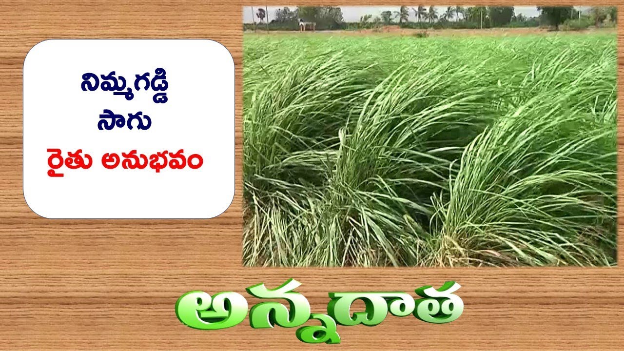 Good Profits with Aromatic Crops | Lemongrass & Palmarosa by Kadapa farmer || ETV Annadata