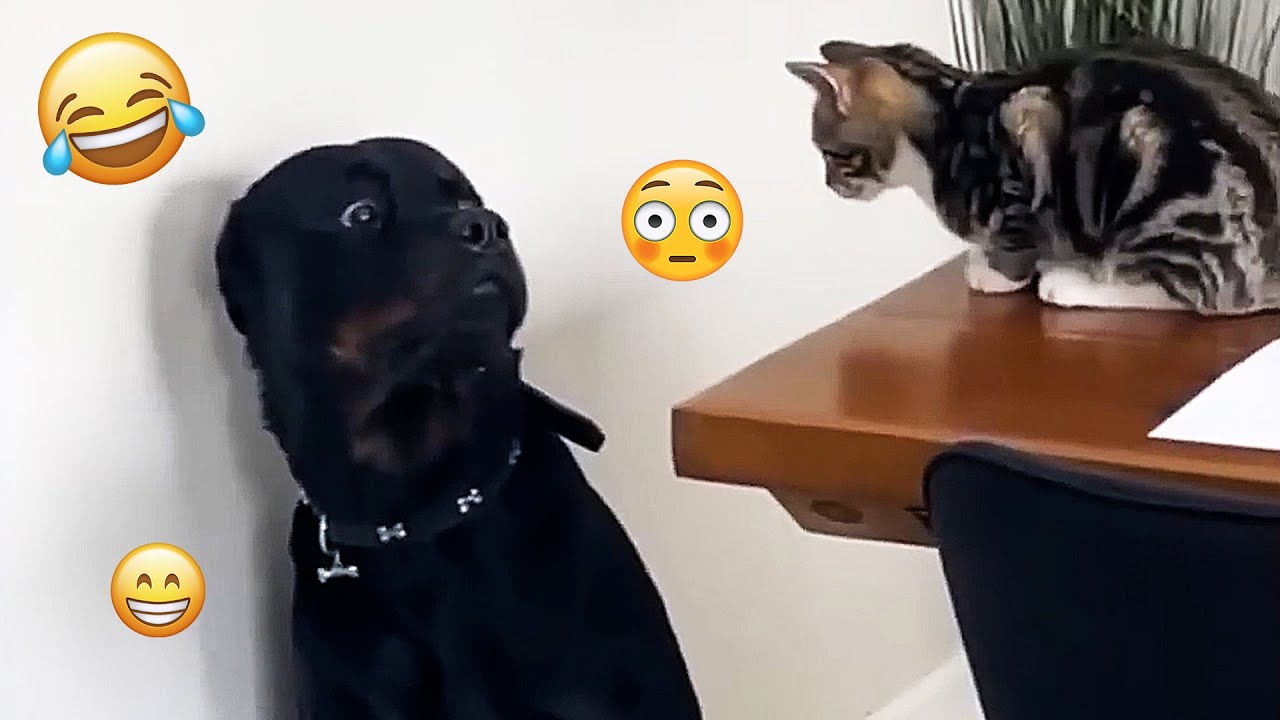 I dare you not to LAUGH at these FUNNY DOGS 😁🦮 - Best Funny Animals Videos 2025 #138