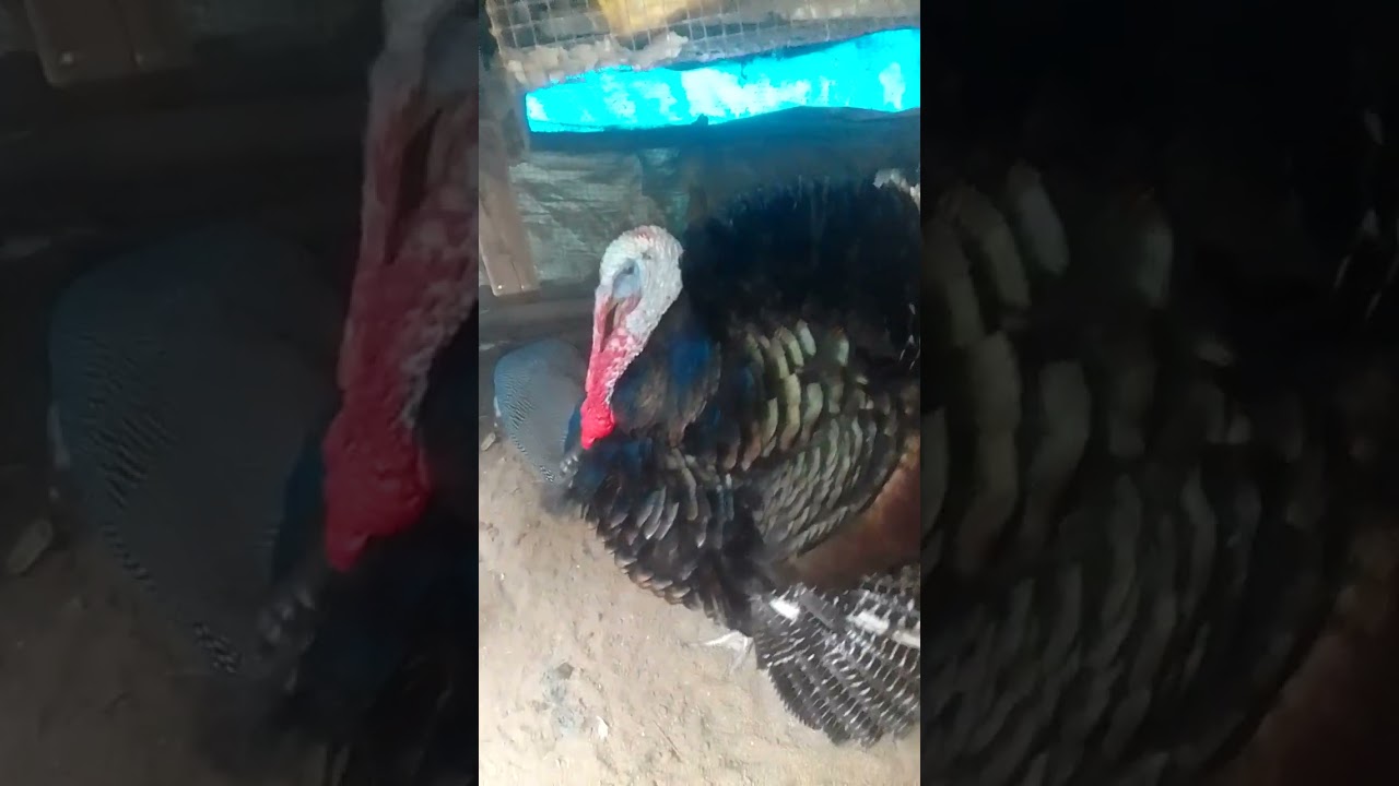 എന്റെ കോഴികളും🐓 കൂടും 🏤