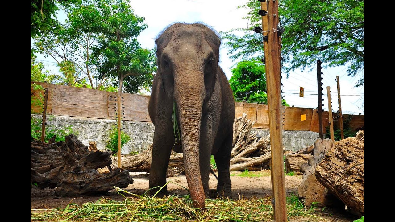 Câmara Aberta -=- BICA | Parque Zoobotânico Arruda Câmara