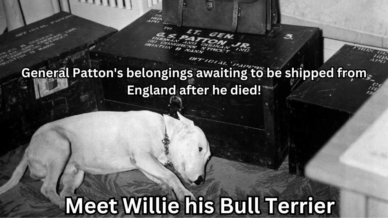 🐶 General Patton's Dog: Meet Willie, the Loyal Bull Terrier! 🌟
