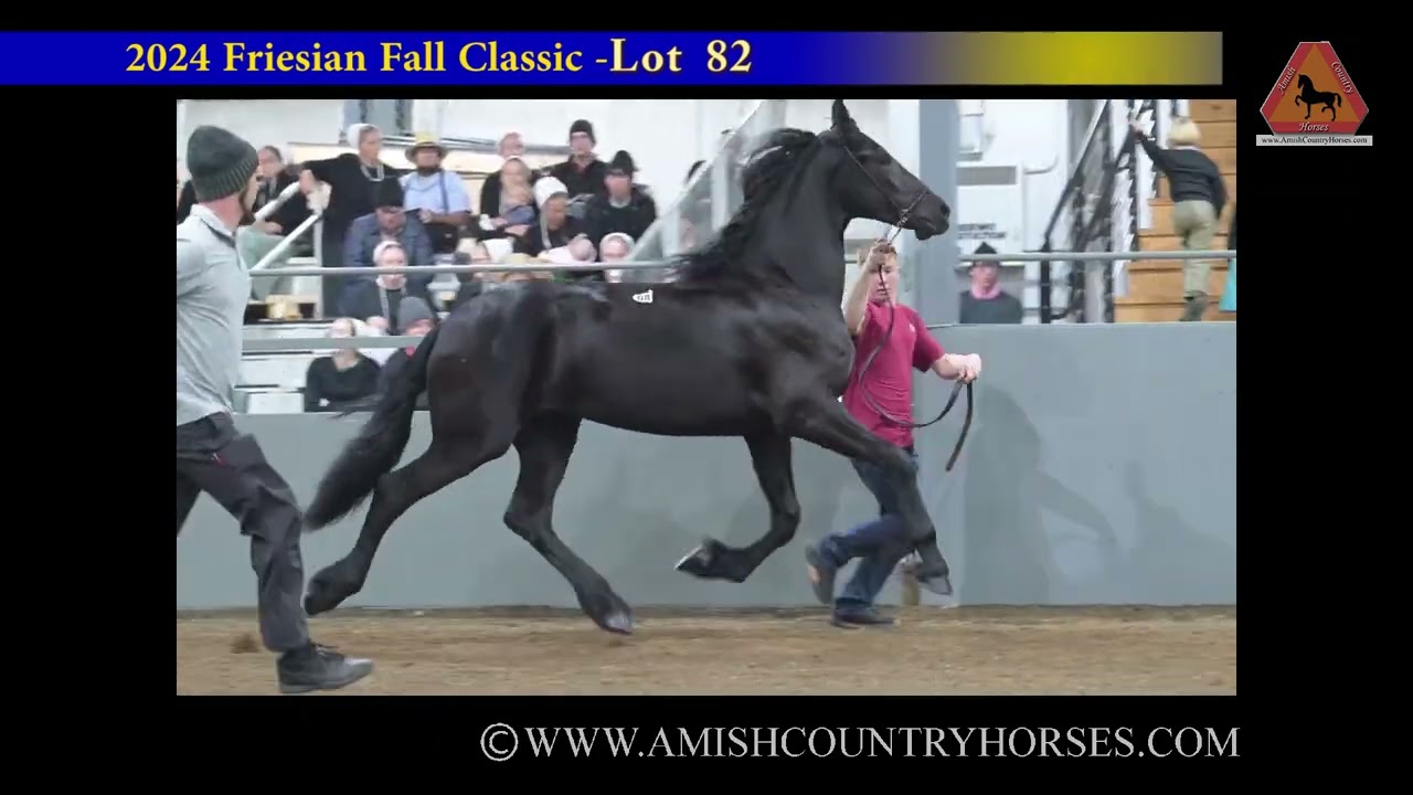 ffc24 highlights