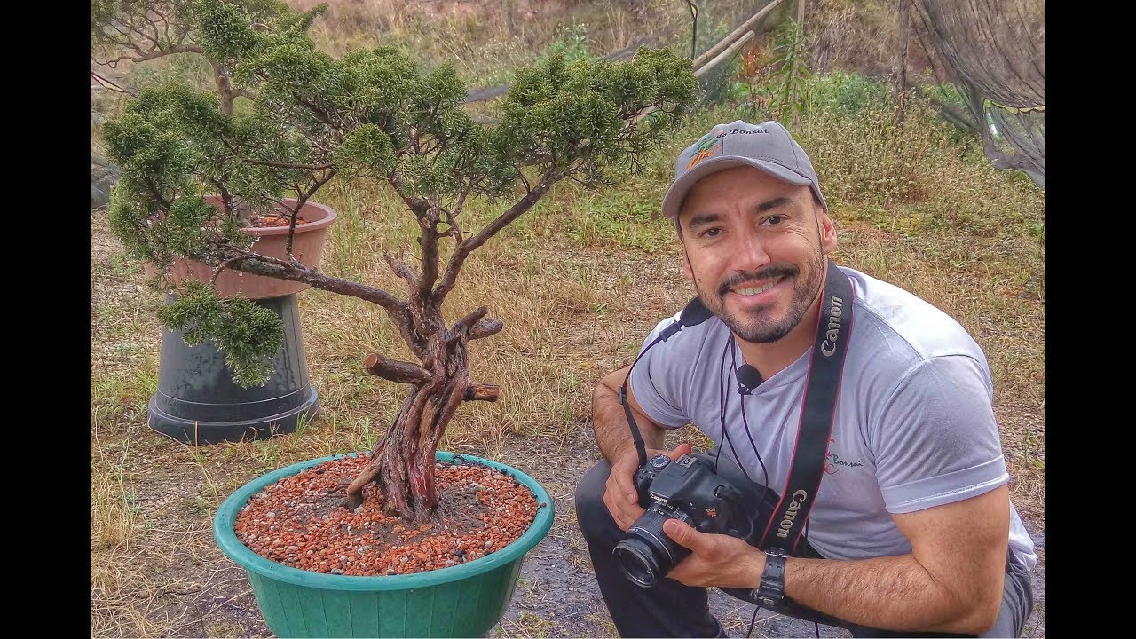 COMPRANDO UM PRÉ BONSAI DE 2000,00