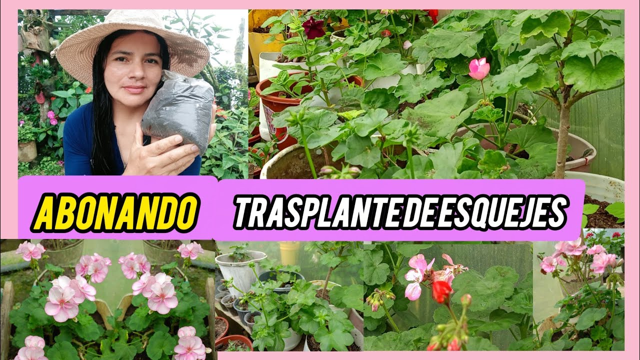 Realize un abonado de humus de lombriz,a mis Geranios los que TRASPLANTE de esquejes😲🌺