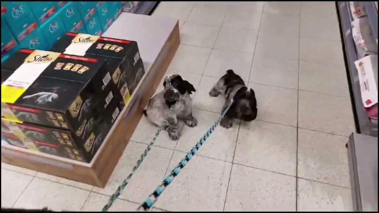 Manjuno's V's - 9 weeks - shopping & sozialisation