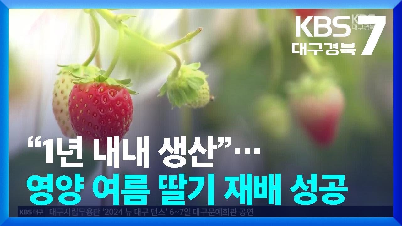 &ldquo;1년 내내 생산&rdquo;&hellip;영양 여름 딸기 재배 성공 / KBS  2024.09.03.