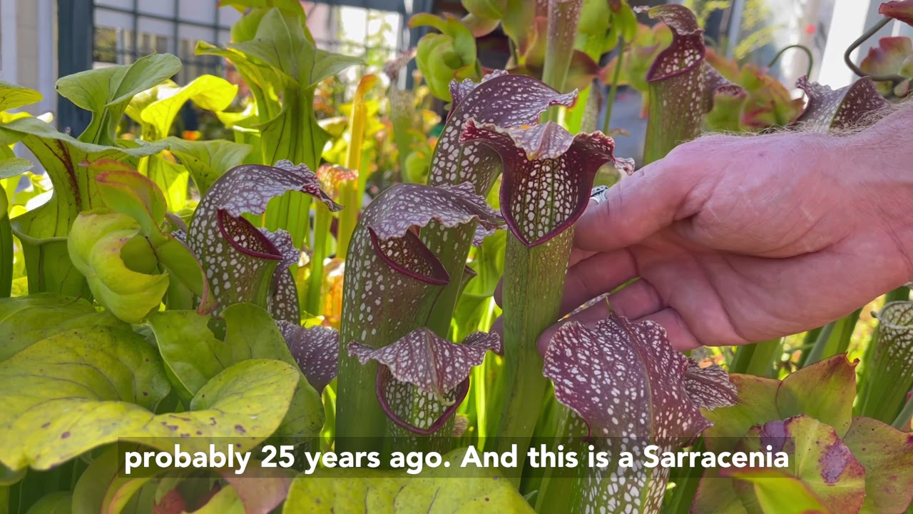 Decade Old Carnivorous Plant Bog at California Carnivores