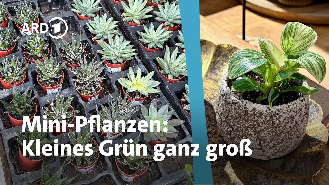 Mini-Pflanzen: So überleben die kleinen Diven | MDR Garten