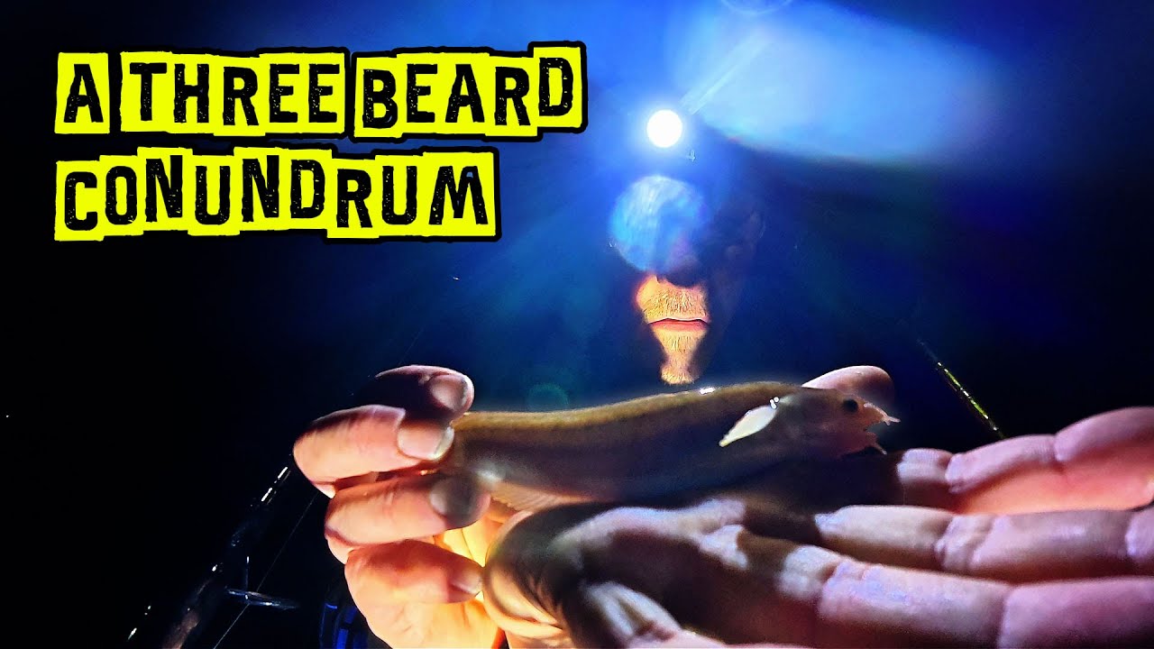 3 bearded conundrum