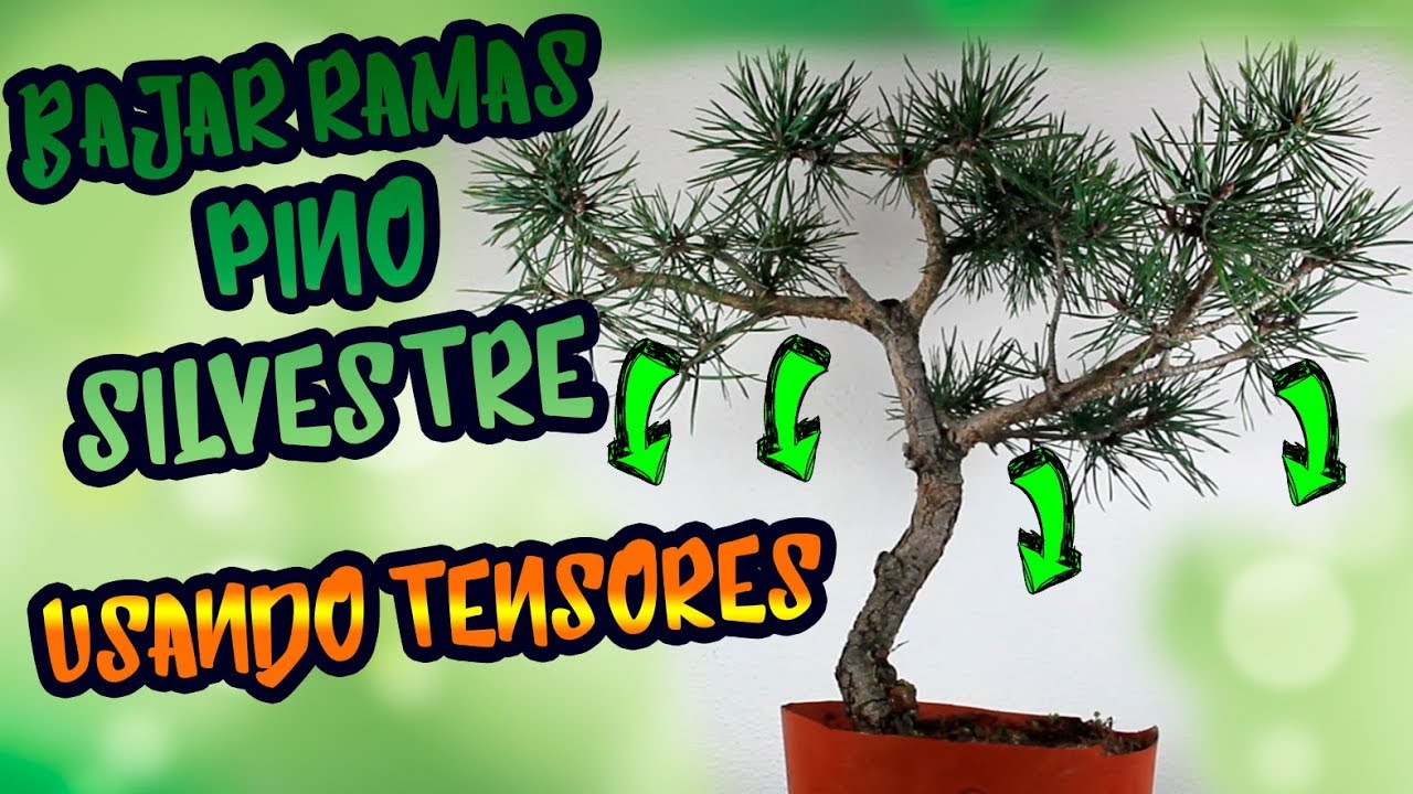 Como bajar ramas BONSAI PINO SILVESTRE usando TENSORES
