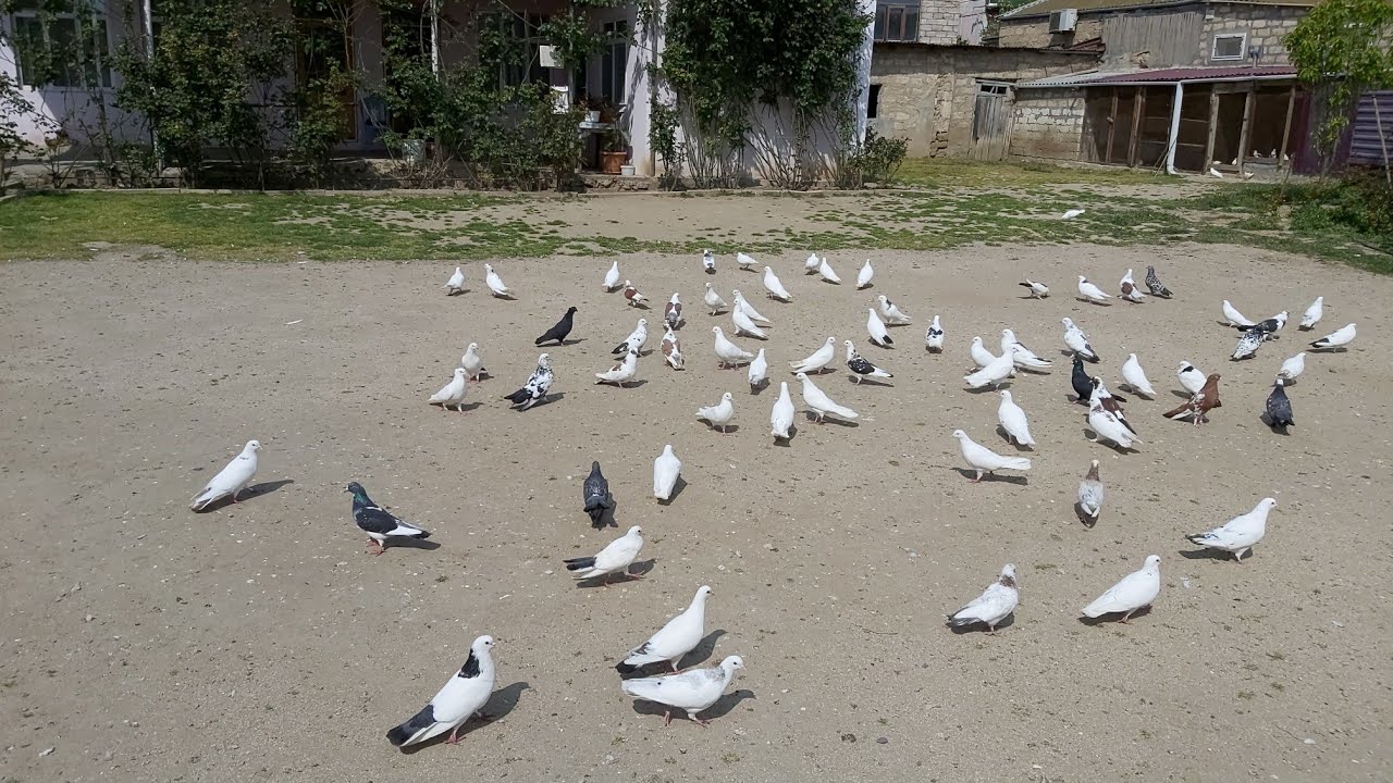 #bakigoyercinleri2020 Mehemmedli Məsməli #goyercinler2020 #goyercinler #бакинскиеголуби #pigeonsbaku