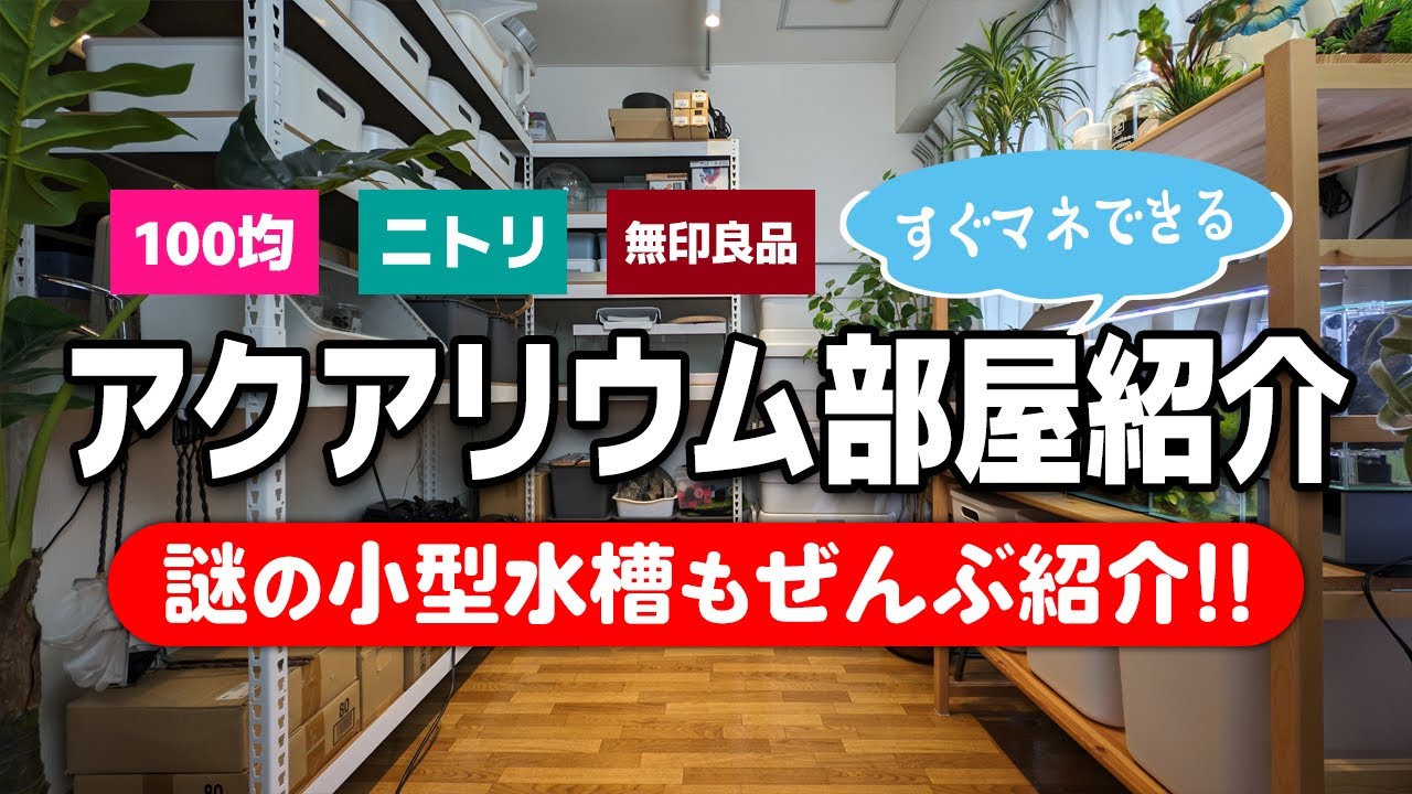 【春の新生活】アクア部屋プチルームツアー小型水槽編！アクア用品収納アイディア満載の狭小スペースを紹介します #アクアリウム #熱帯魚 #エビ #ベタ 【ビバアクア】