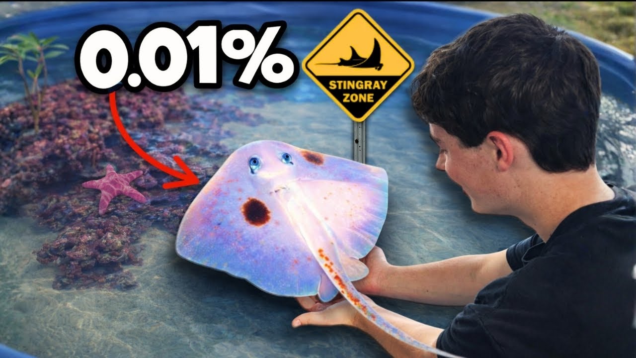 BUYING the World&rsquo;s RAREST STINGRAY for my Backyard Tide Pool!! 
