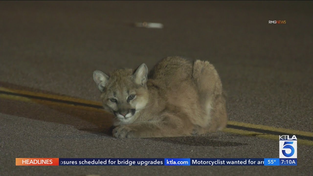 Search underway for injured mountain lion cub in Castaic