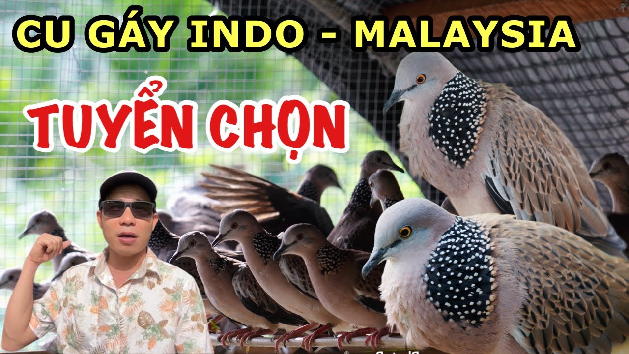 Giảm giá cu gáy tuyển chọn dòng cao cấp indo malaysia