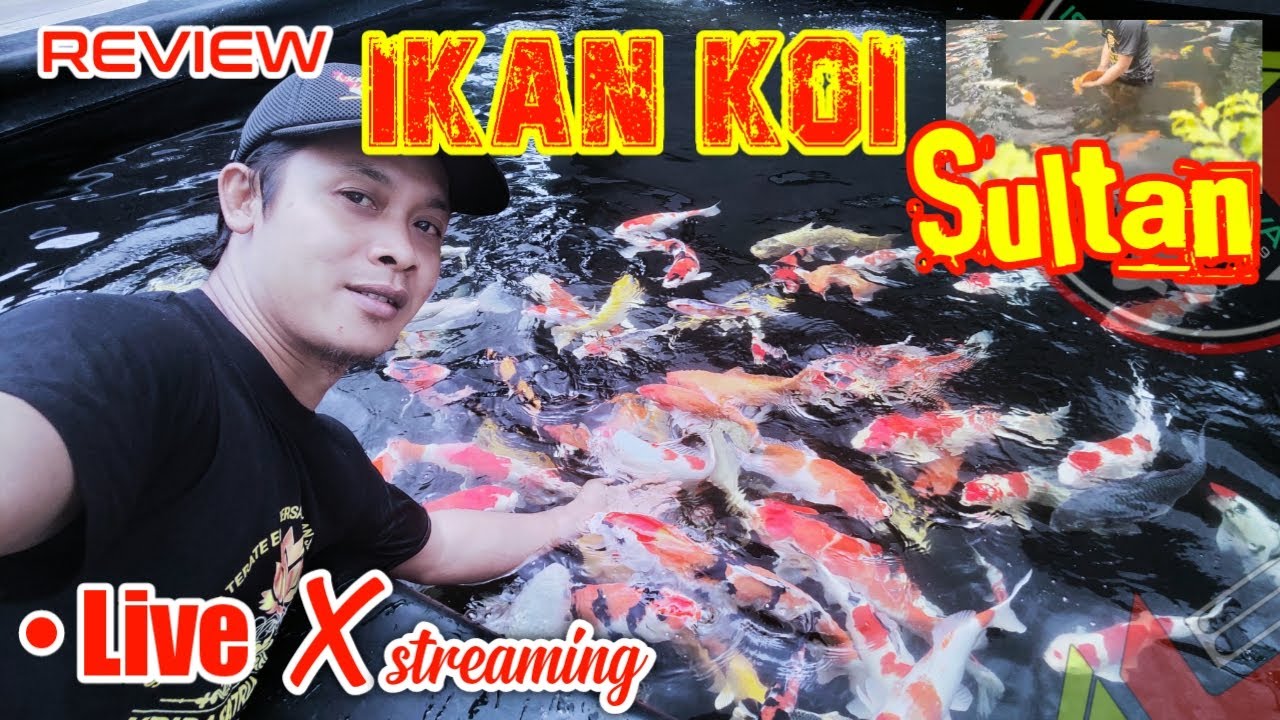REVIEW IKAN KOI SULTAN @youtuber_istanalokajaya