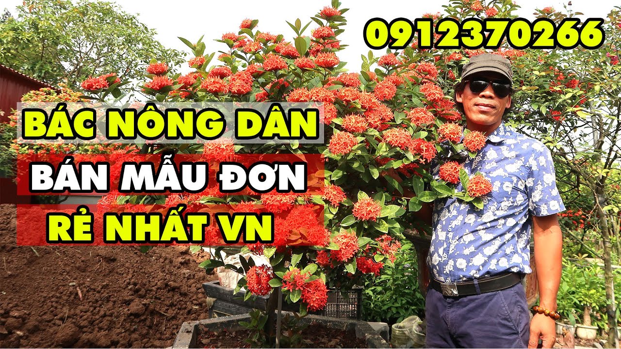 Quá choáng với vườn hoa mẫu đơn số 1 Việt Nam