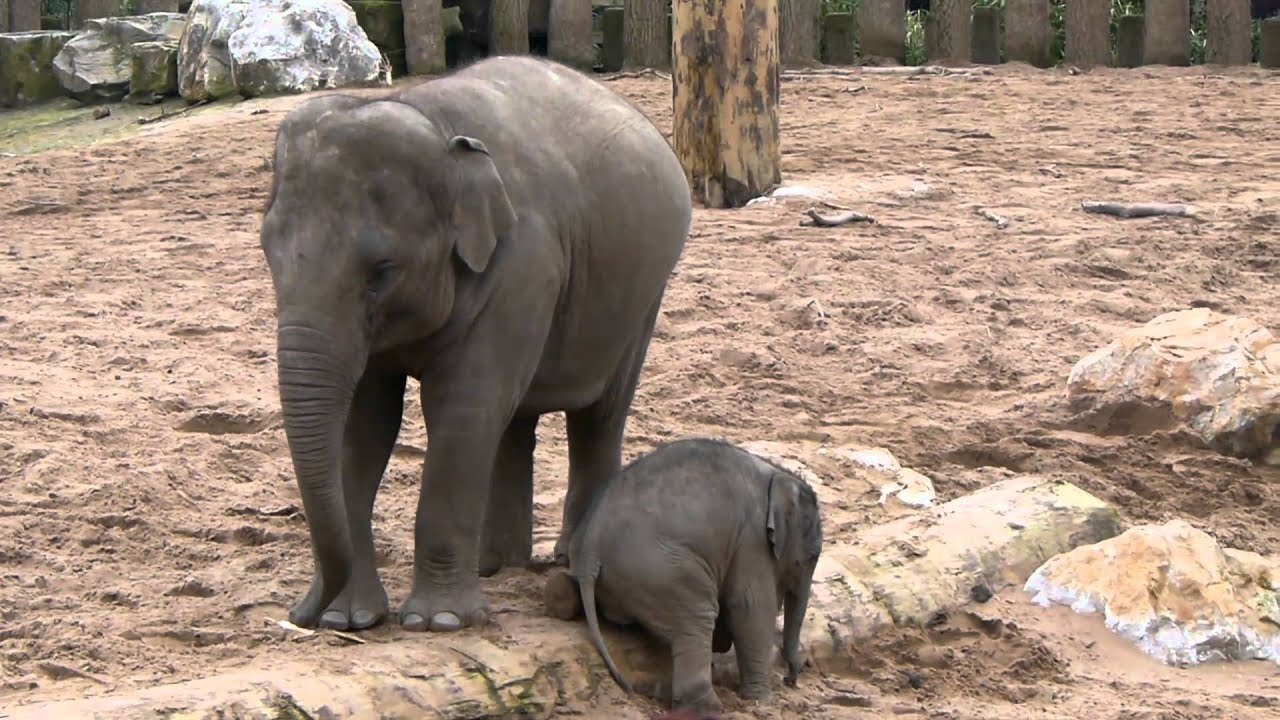 Baby elephant at Chester Zoo
