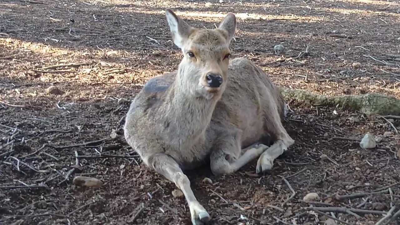 奈良公園の鹿さん #226 Deer of Nara Park