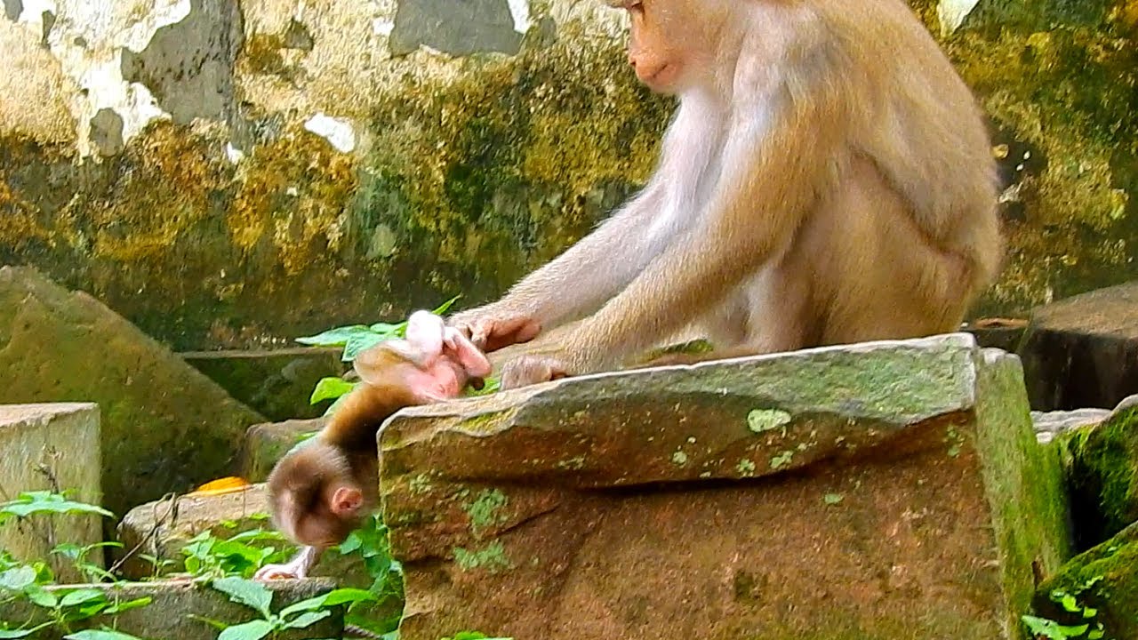 Billion pity! So poor adorable baby monkey Leo while Libby dropping him on the stone like that, Leo