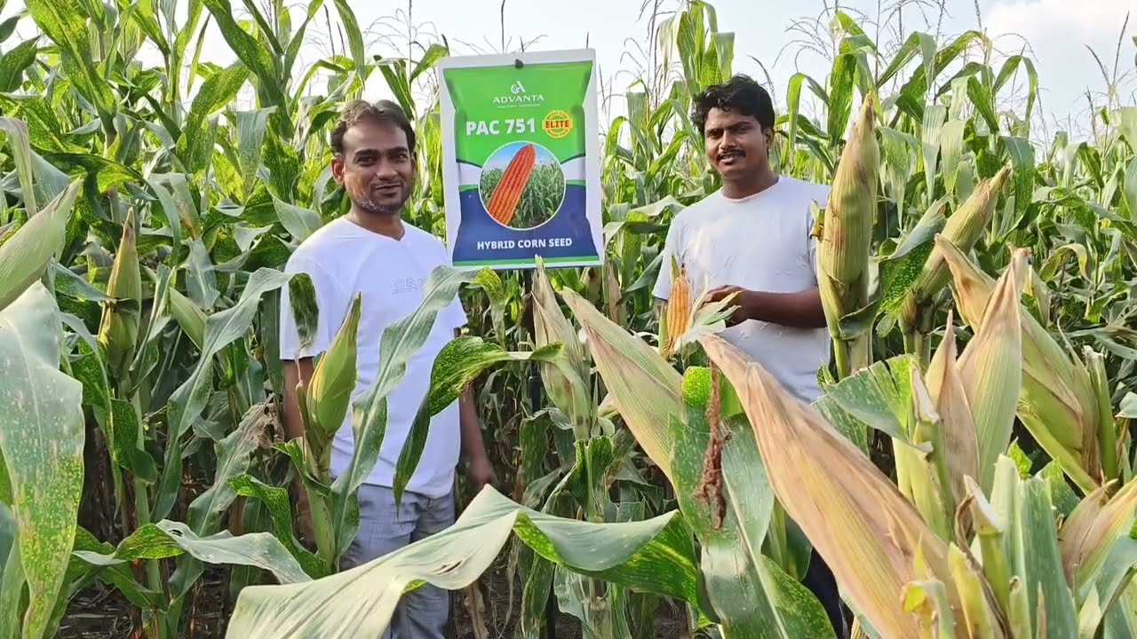751 Advanta Makka #makkakikheti #khetibadi #agriculture #agriculture #farmer #farming