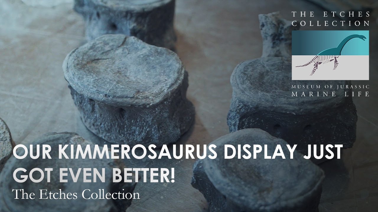 Our Kimmerosaurus display just got even BETTER!