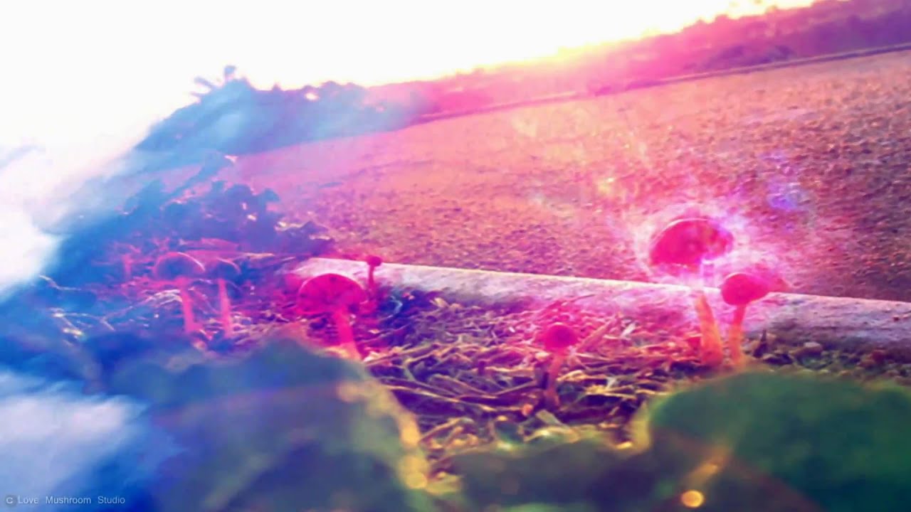 Visual Therapy Mushroom Chillout 1 Sunshine Mushroom (2006) ChromaDepth 3D Glasses
